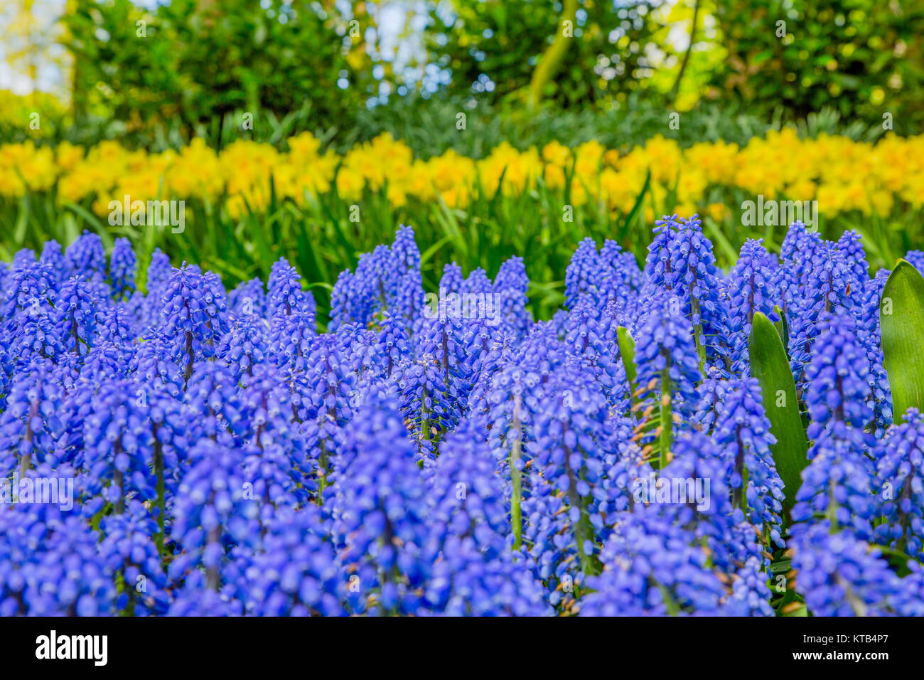 Grape hyacinth in the Keukenhof park, Holland Stock Photo