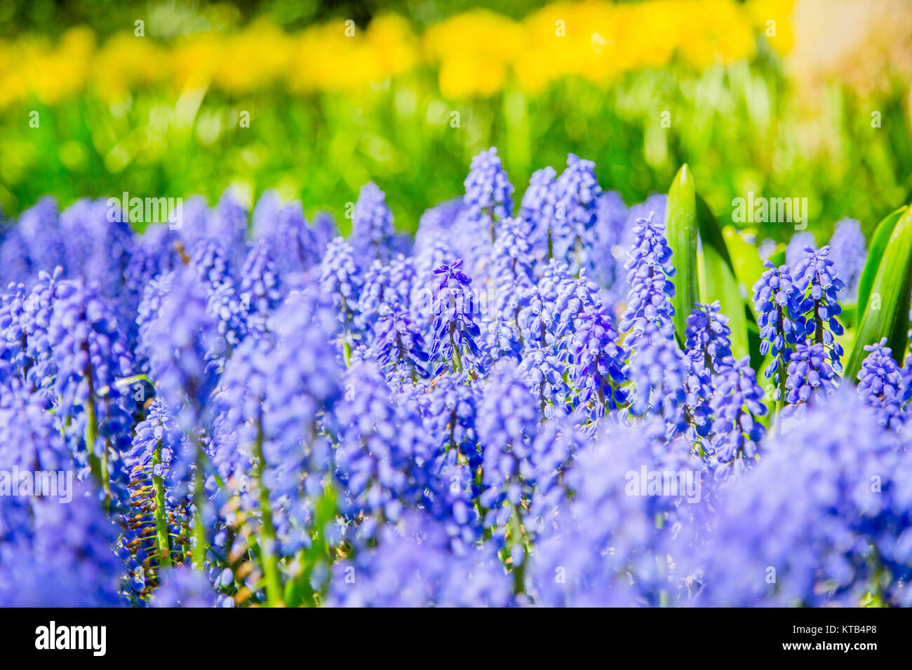 Grape hyacinth in the Keukenhof park, Holland Stock Photo