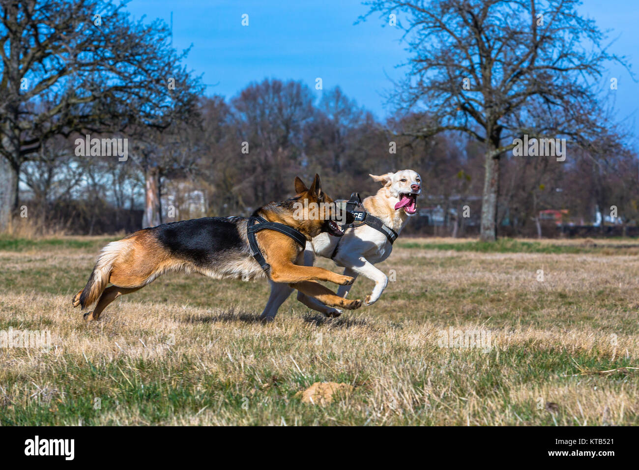 Zwei Hunde rennen spielend über eine Wiese Stock Photo