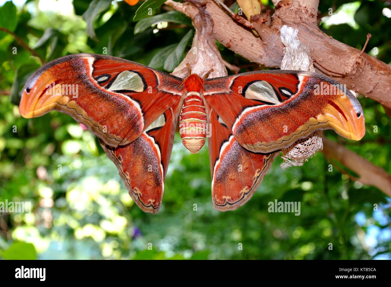 A giant Atlas moth lands in the gardens for a visit. Stock Photo