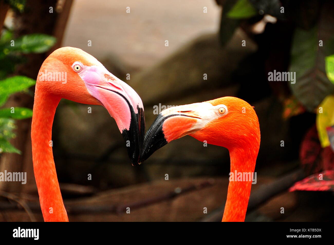 A pair of pretty pink flamingos eye each other up and down, thinking you talking to me! Stock Photo
