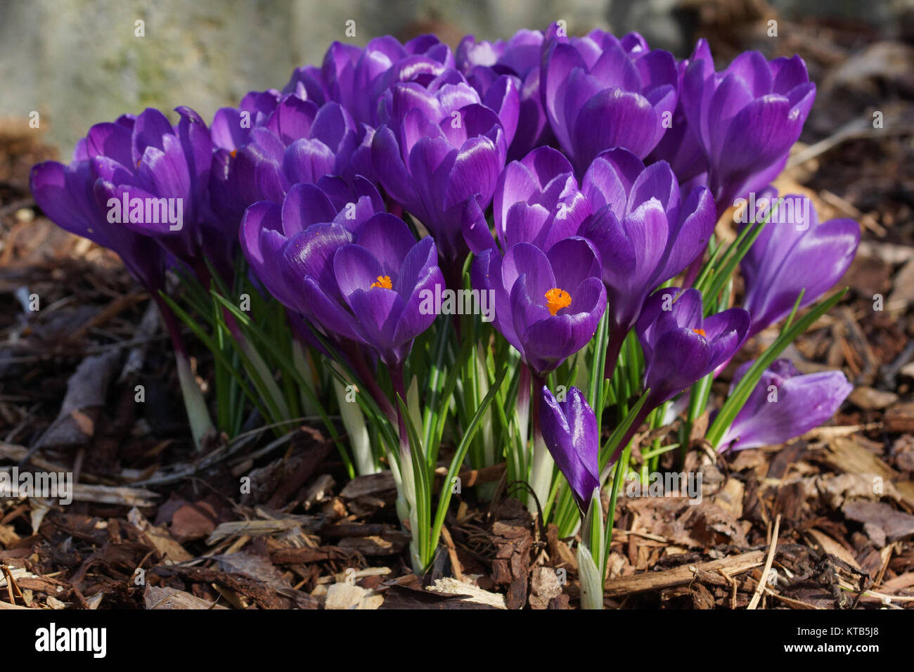 Crocus, flowers of the spring Stock Photo - Alamy