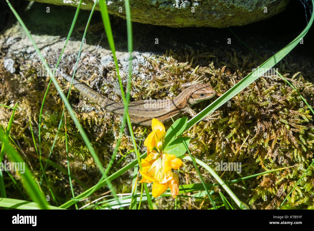 Basking common lizard. Stock Photo