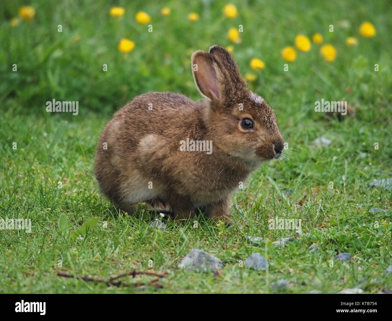 Rabbit (kitten) eating some grass in Newfoundland, Canada Stock Photo Alamy