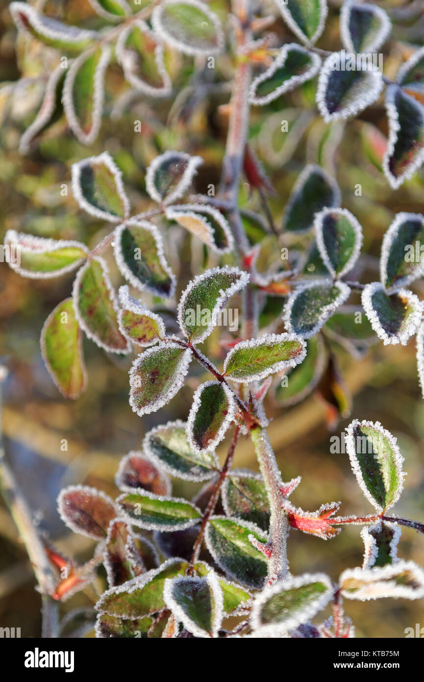 frozen green leafs at the cold autumnal sunny morning Stock Photo