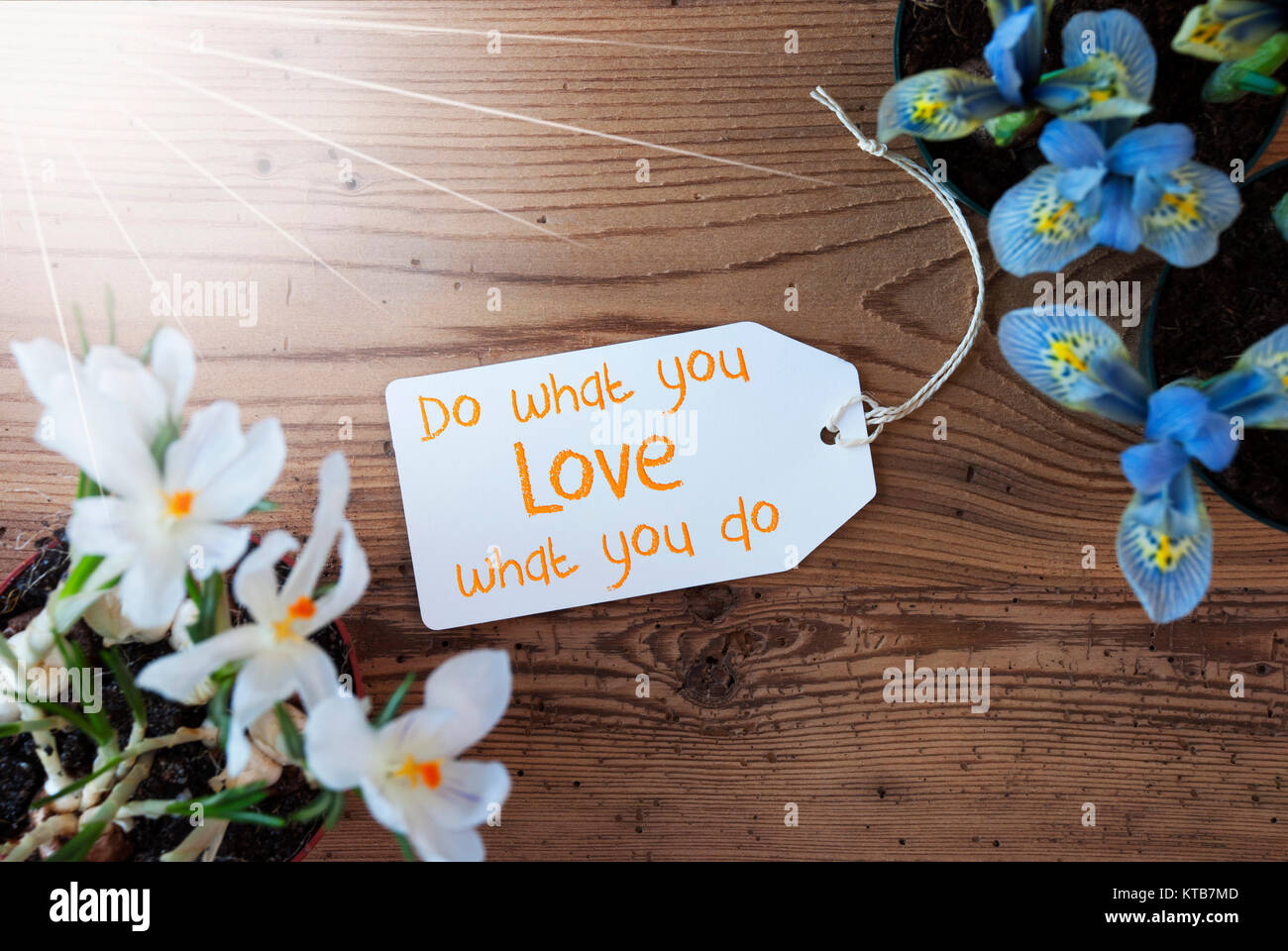 Sunny Label With English Quote Do What You Love Spring Flowers Like Grape Hyacinth And Crocus Aged Wooden Background Stock Photo Alamy