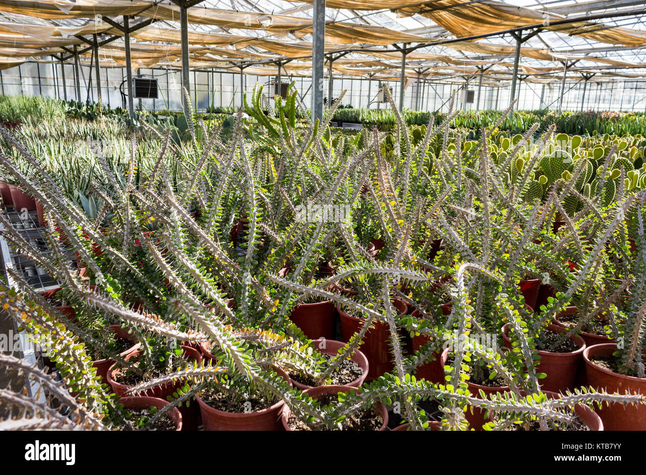 Cacti and succulents plantation in nursery, Euphorbia close up Stock