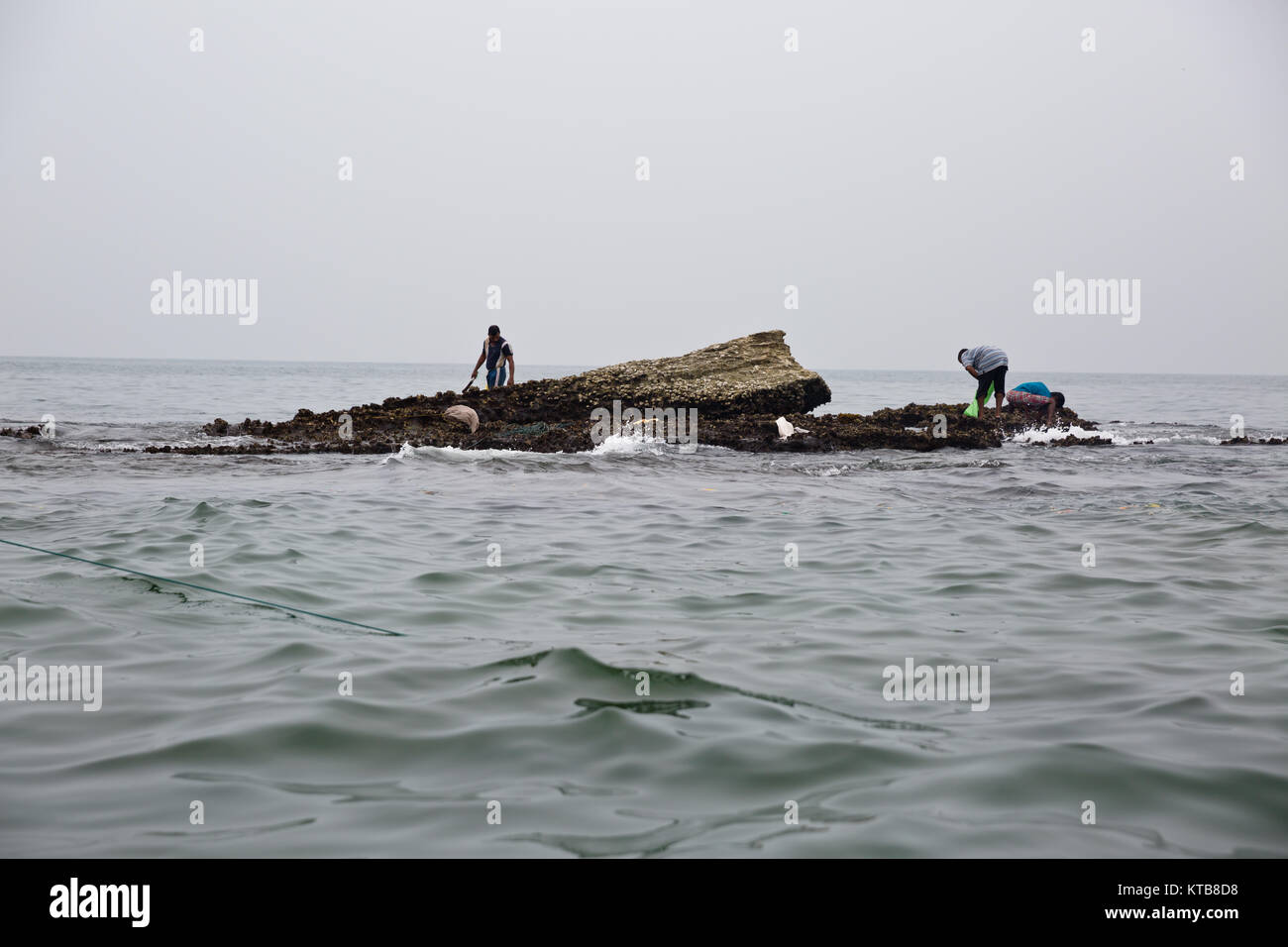 Fisherman collecting cockles Negombo Stock Photo