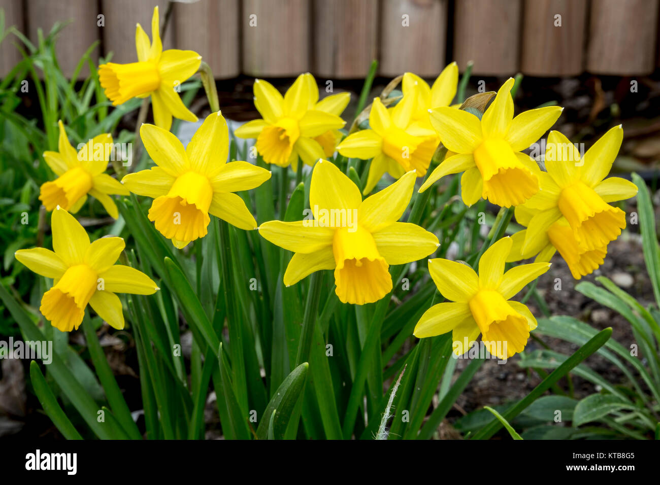 Kleine Narzissen im Garten vor einem Holzzaun Stock Photo Alamy
