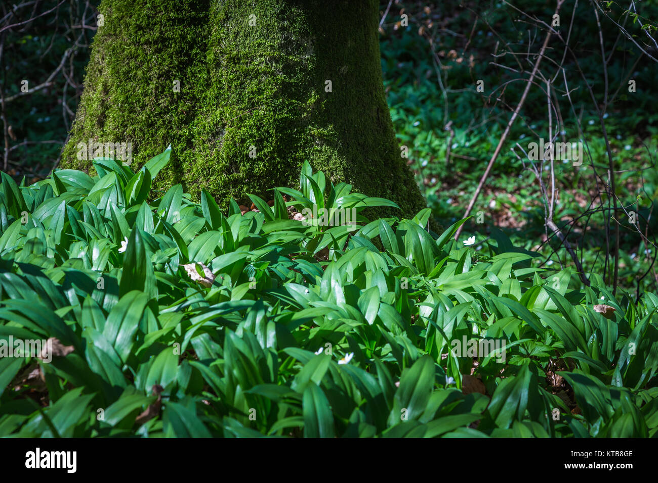 Junger Barlauch Wachst An Einem Baumstamm Stock Photo 169893262
