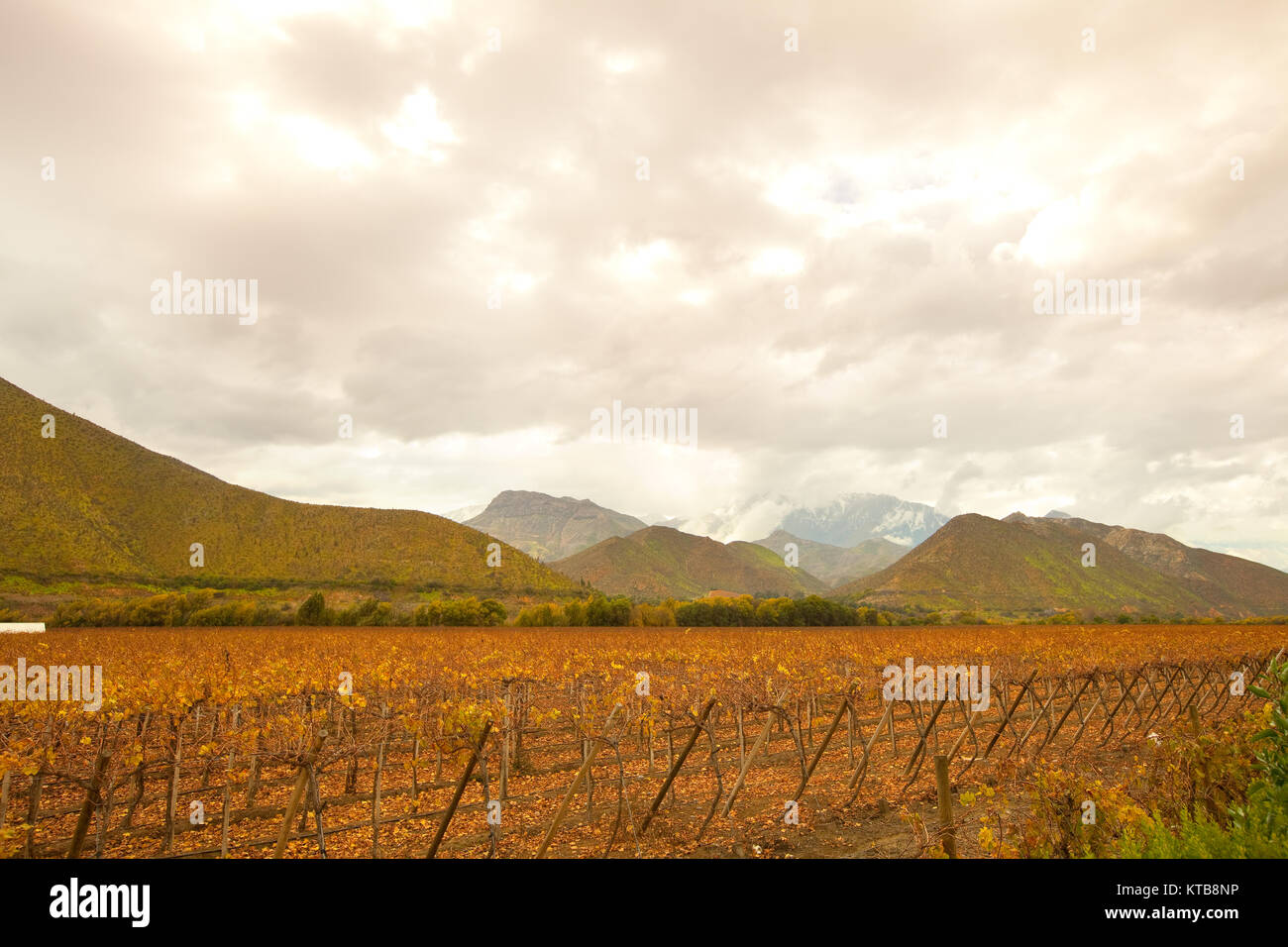 Grape crops, Elqui Valley, Coquimbo Region, Chile Stock Photo
