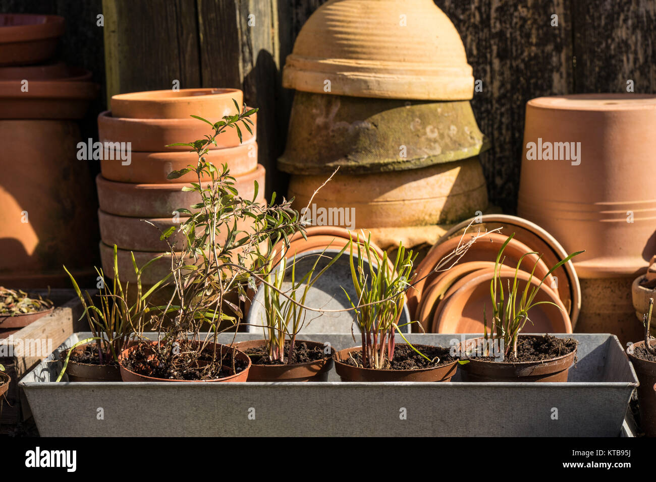 romantic idyllic plant table in the garden. Spring Preparing the garden. Cuttings and new plants peeping out of plant boxes. Spring flower bulbs are taken out of the ground to be divided and replanted Stock Photo
