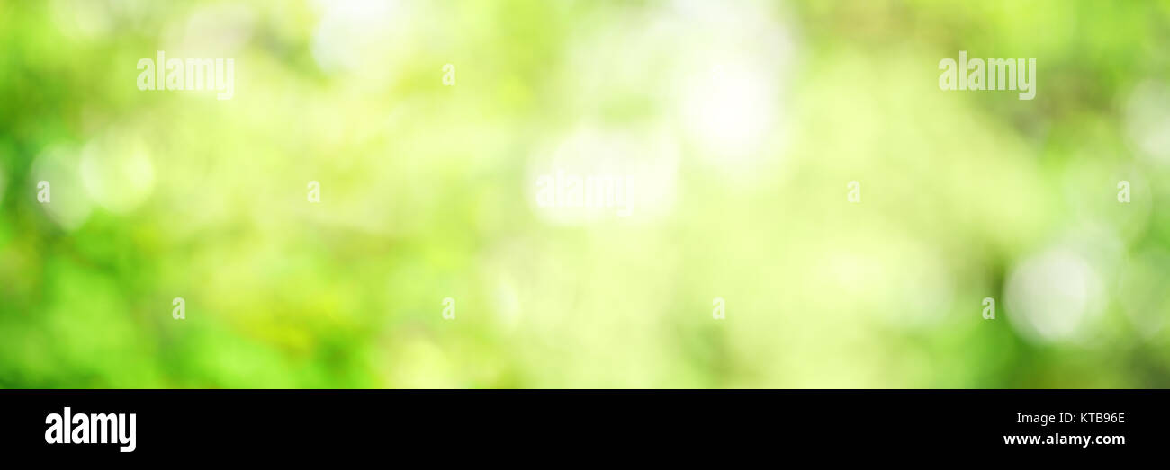 Bright green spring panorama background with bokeh effects Stock Photo