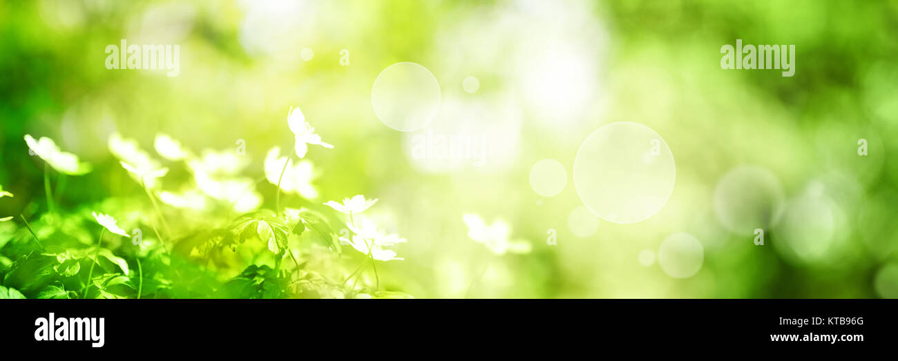 Bright green spring panorama background with flowers and bokeh effects Stock Photo