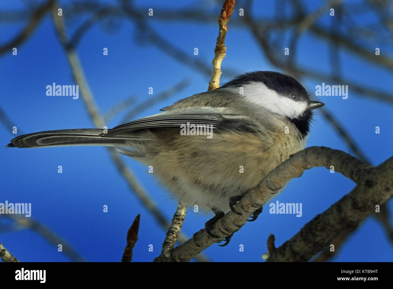 Black Capped Chickadee in Winter in Western Montana, USA Stock Photo