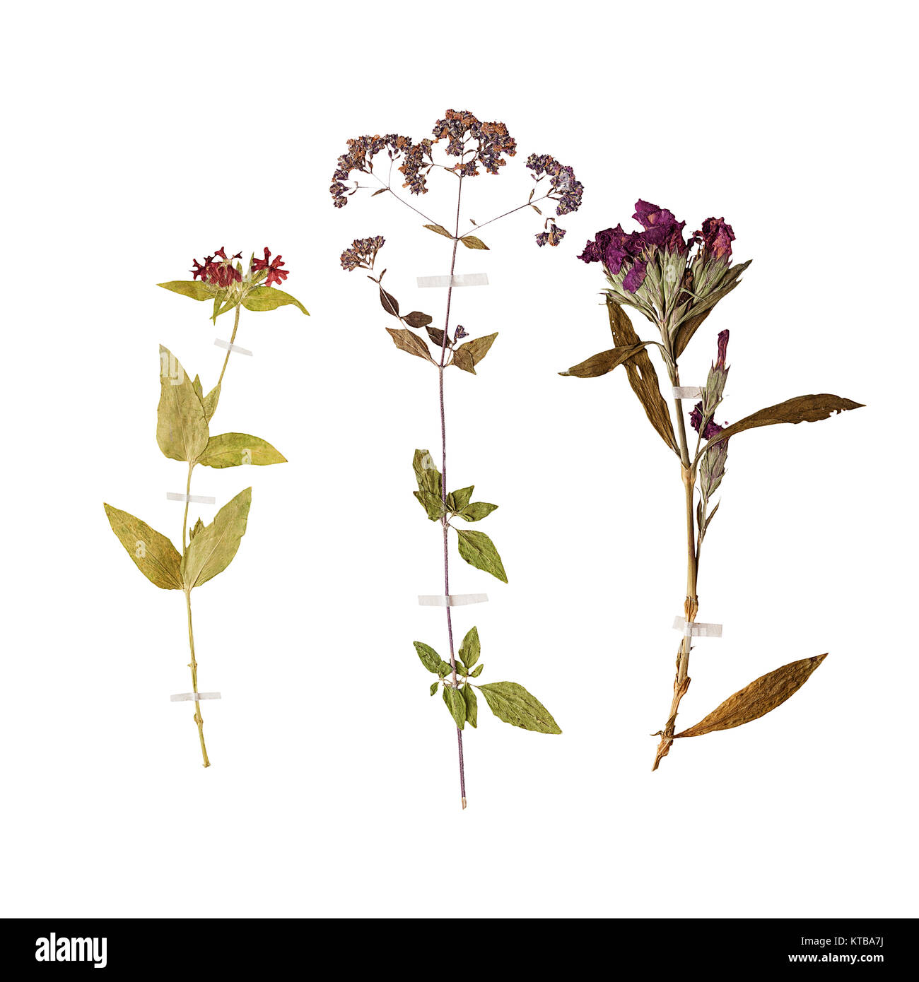 Set of wild dry pressed flowers and leaves Stock Photo Alamy