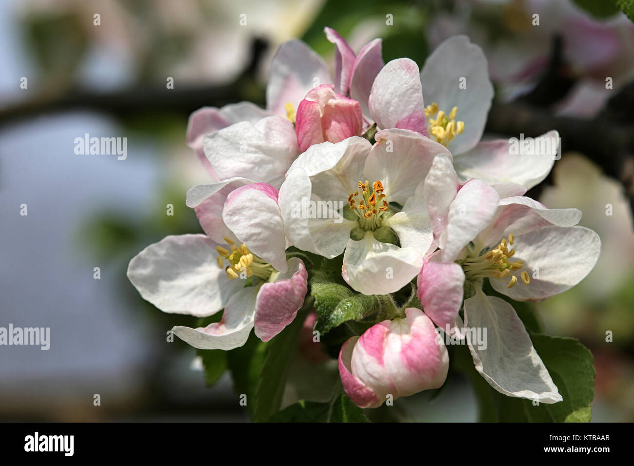 apple blossoms announce spring Stock Photo