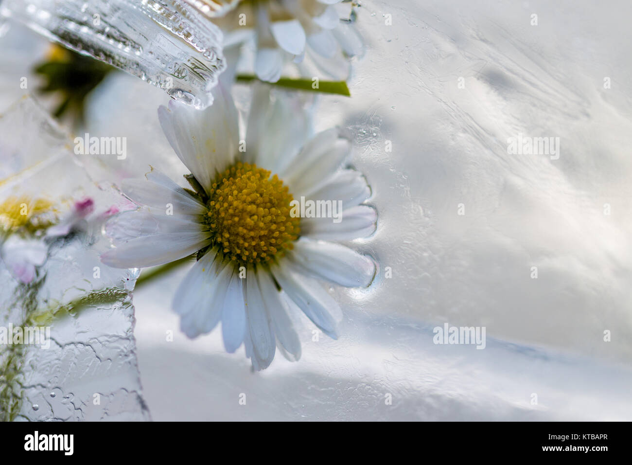 flowers in ice Stock Photo