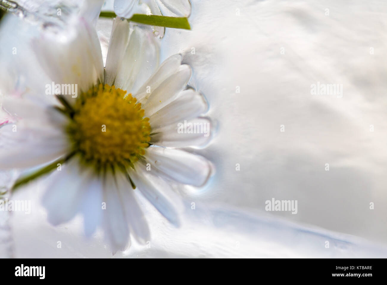 flowers in ice Stock Photo