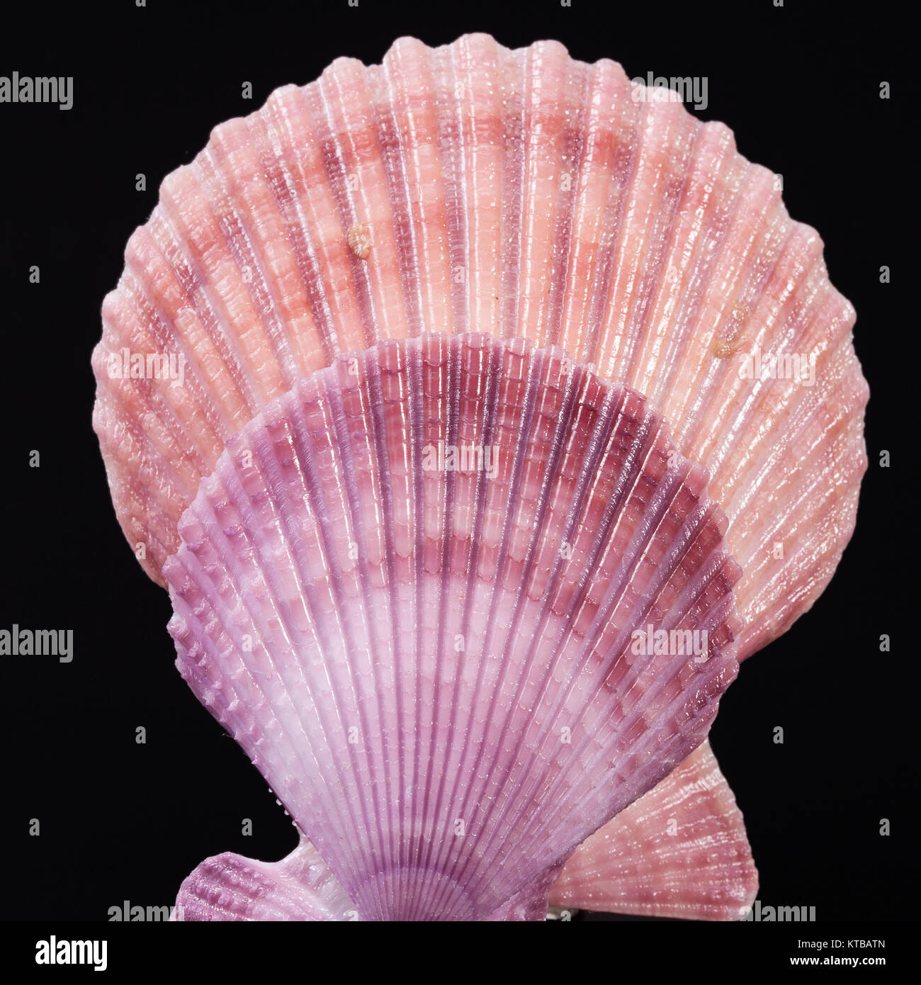 Colorful sea shells of mollusk isolated on black background Stock Photo ...