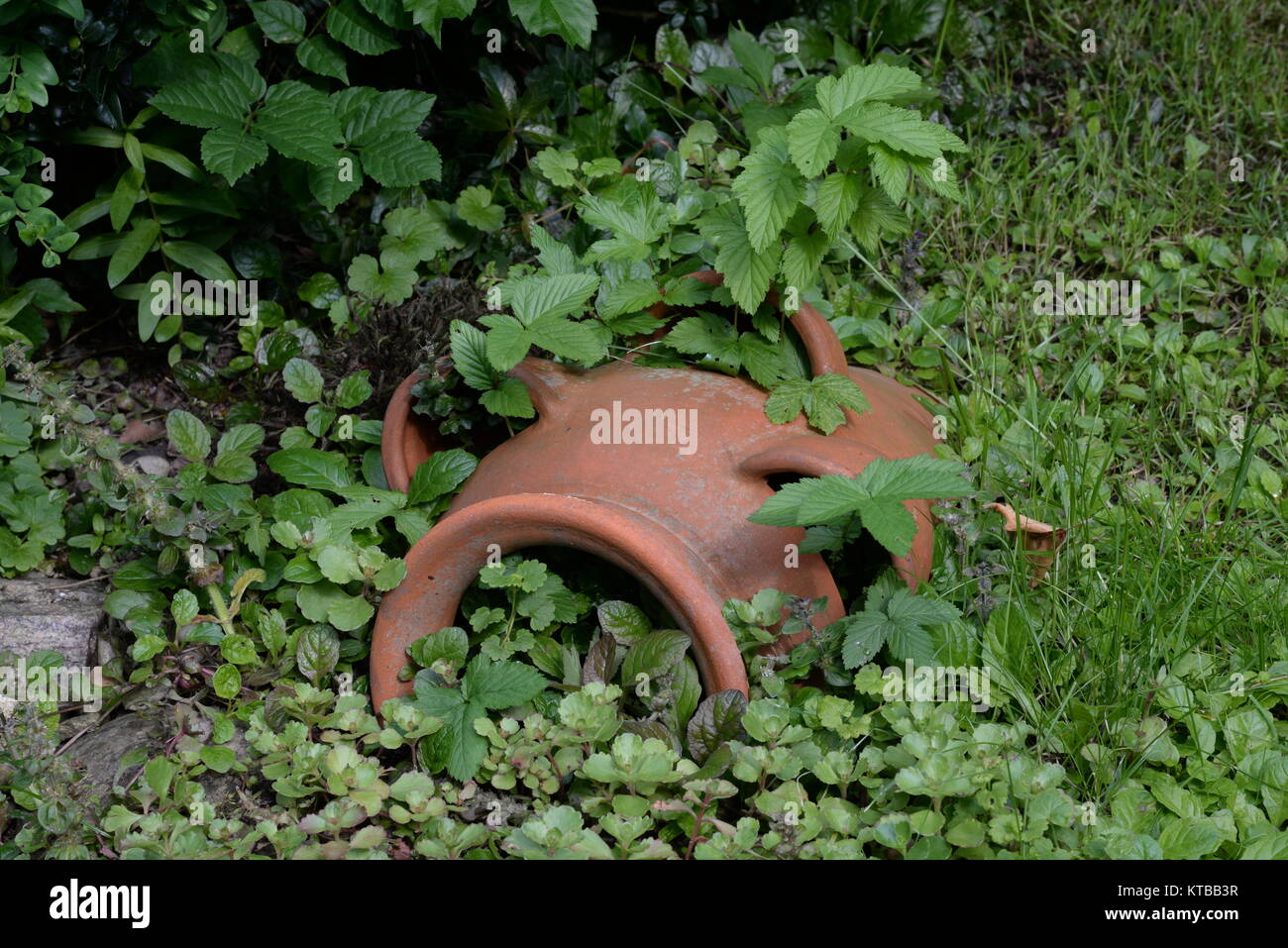 Amphore, Garten, ziergarten, malerisch, pittoresk, deko, dekoration,  zerbrochen, gartenschmuck, zierde, tongrfäß, gefäß Stock Photo - Alamy