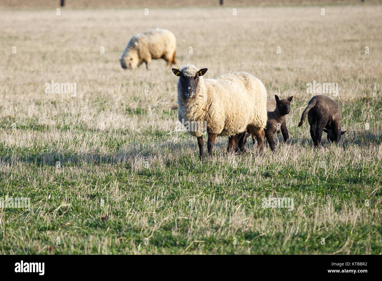 Sheep with lambs on pasture, spring time Stock Photo - Alamy