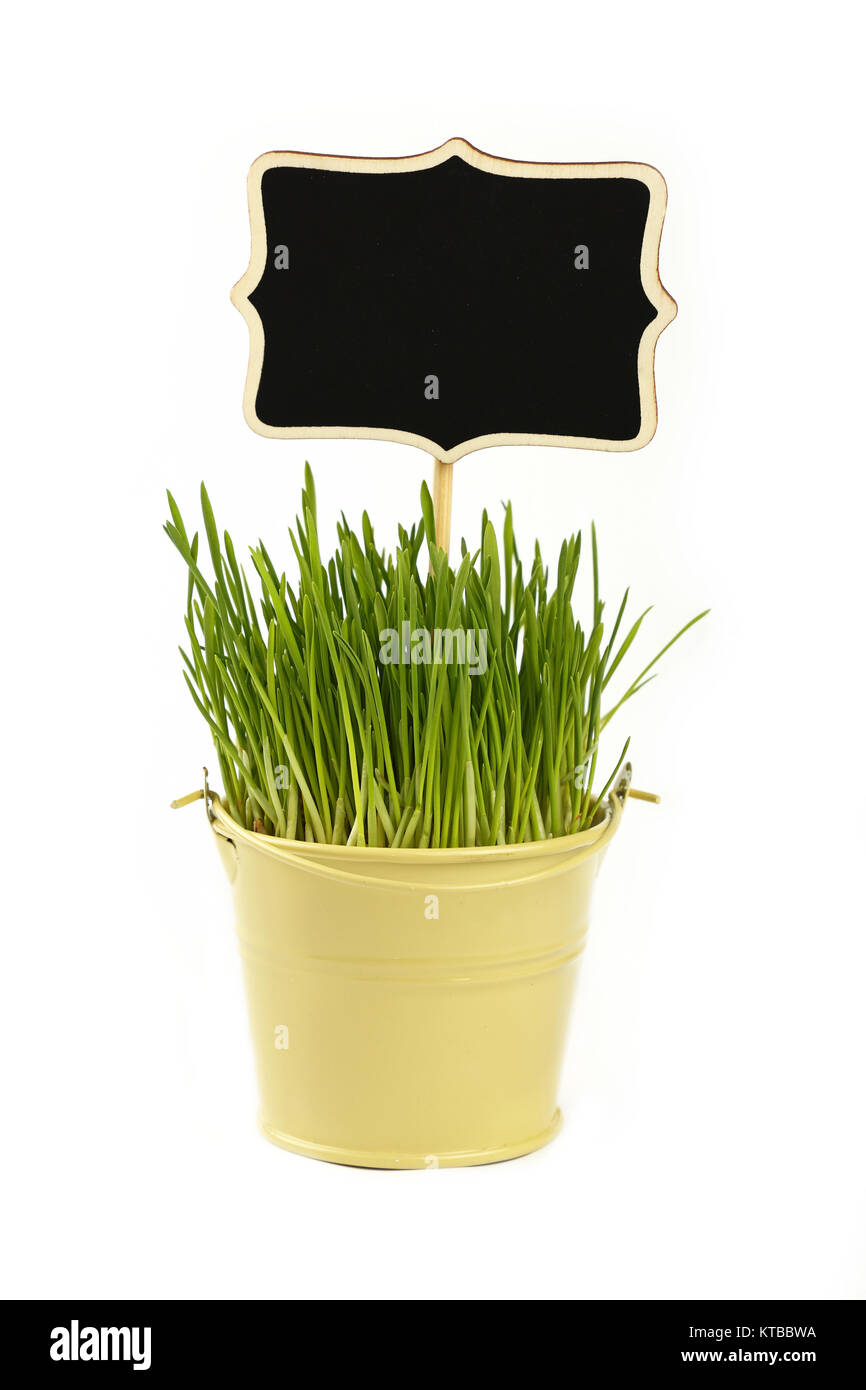 Spring green grass with sign in bucket over white Stock Photo