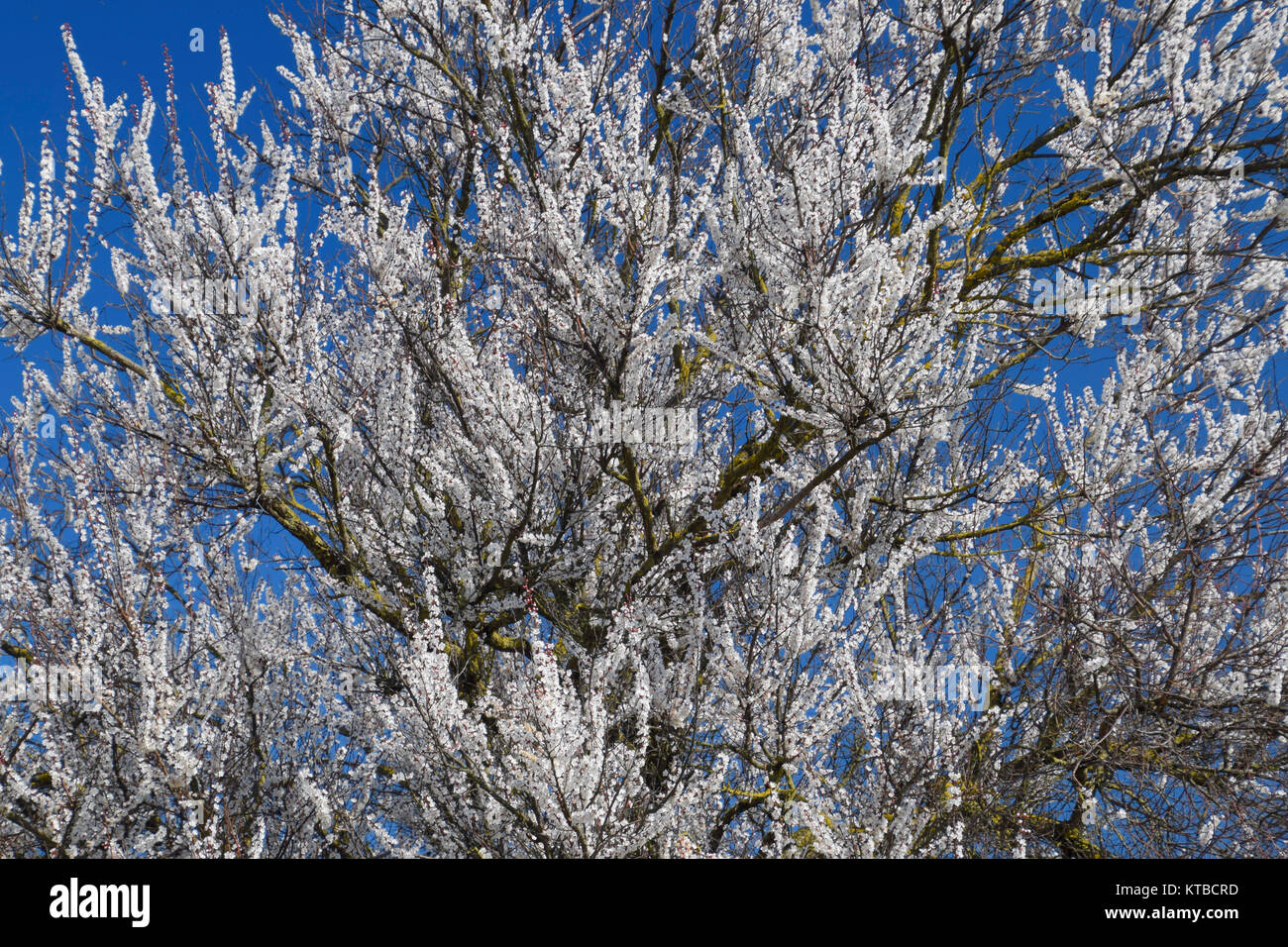 Spring flowering trees. Pollination of flowers of apricot. Bloom Stock