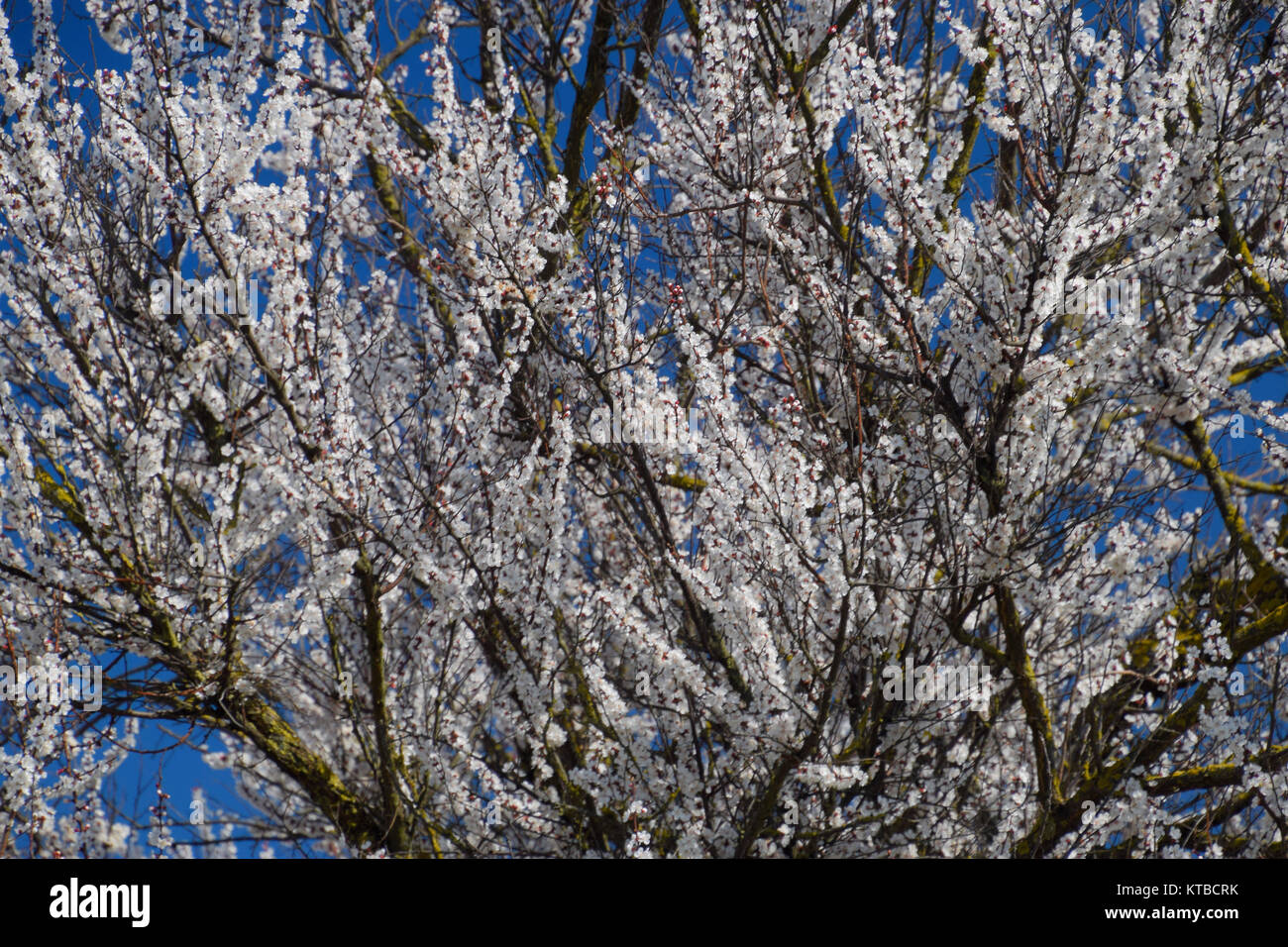 Spring flowering trees. Pollination of flowers of apricot. Bloom Stock Photo