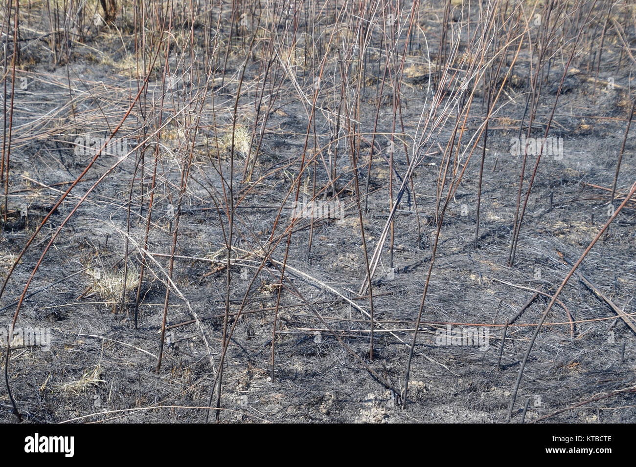 Burned ground from fire hires stock photography and images Alamy