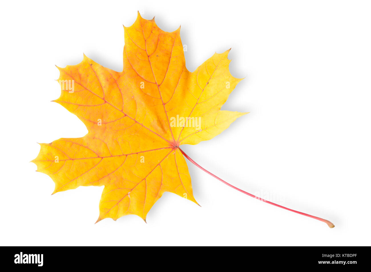 Autumn Maple Leaf Stock Photo