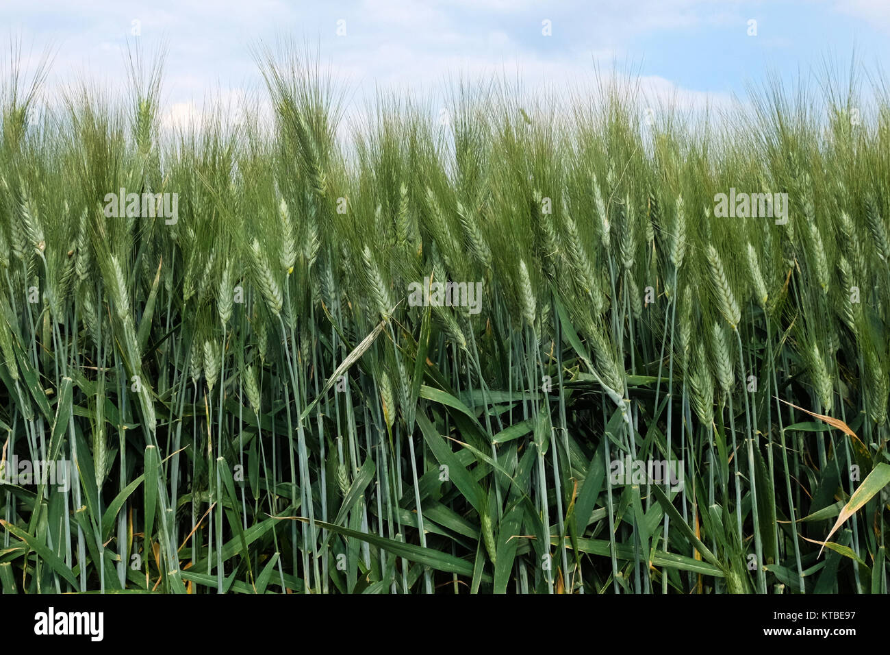 Green wheat field Stock Photo