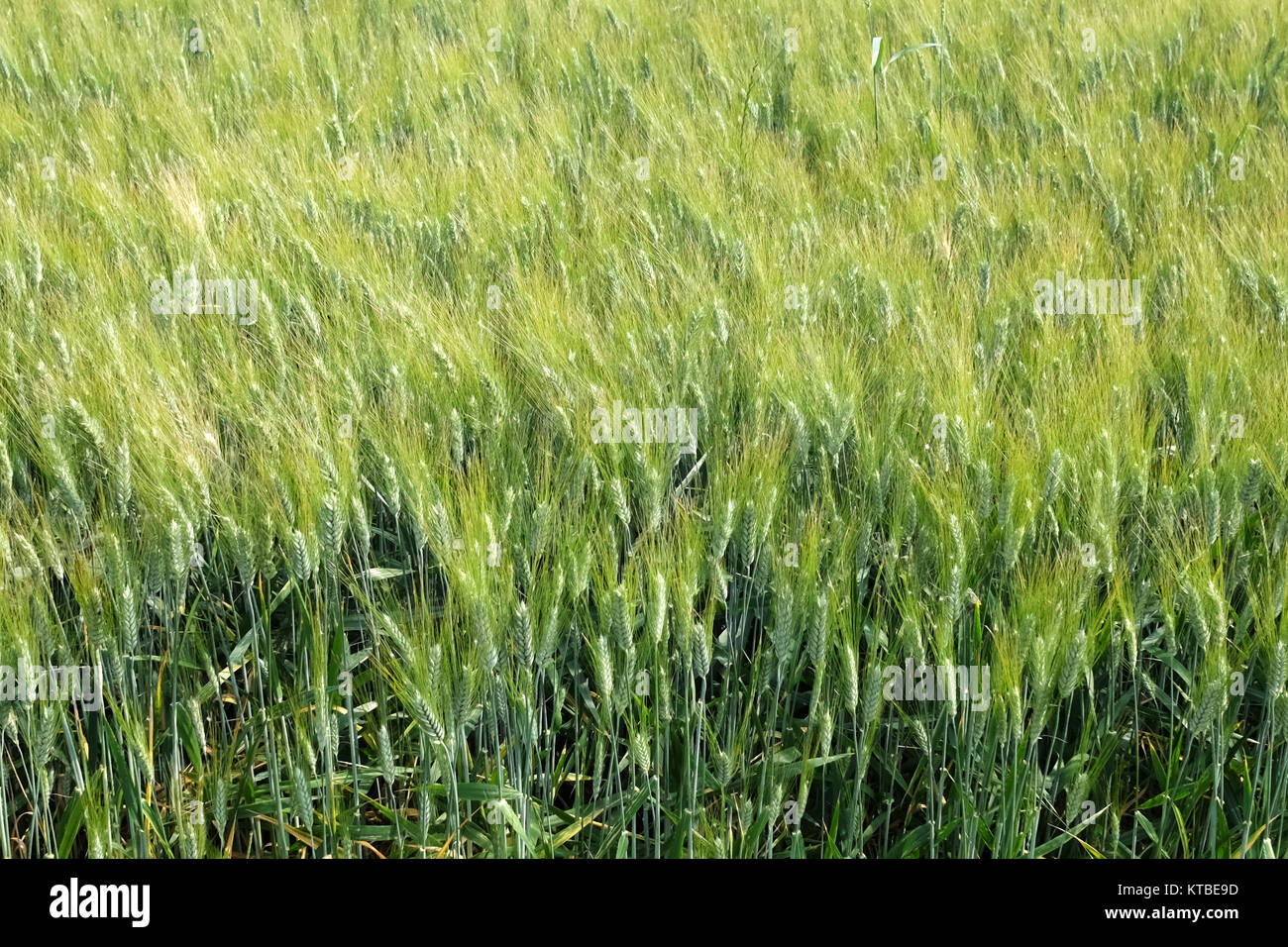 Green wheat field Stock Photo