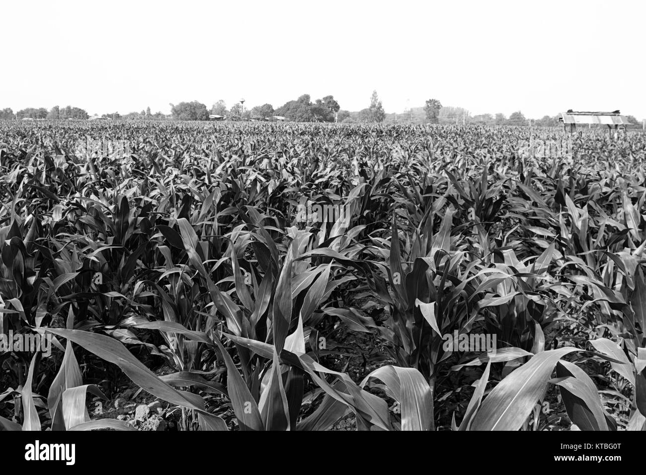 cornfield  farm agriculture black white color Stock Photo