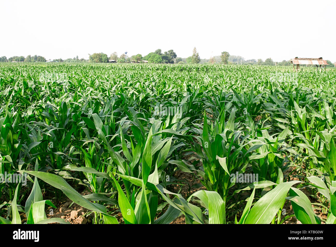 cornfield  farm agriculture green color Stock Photo