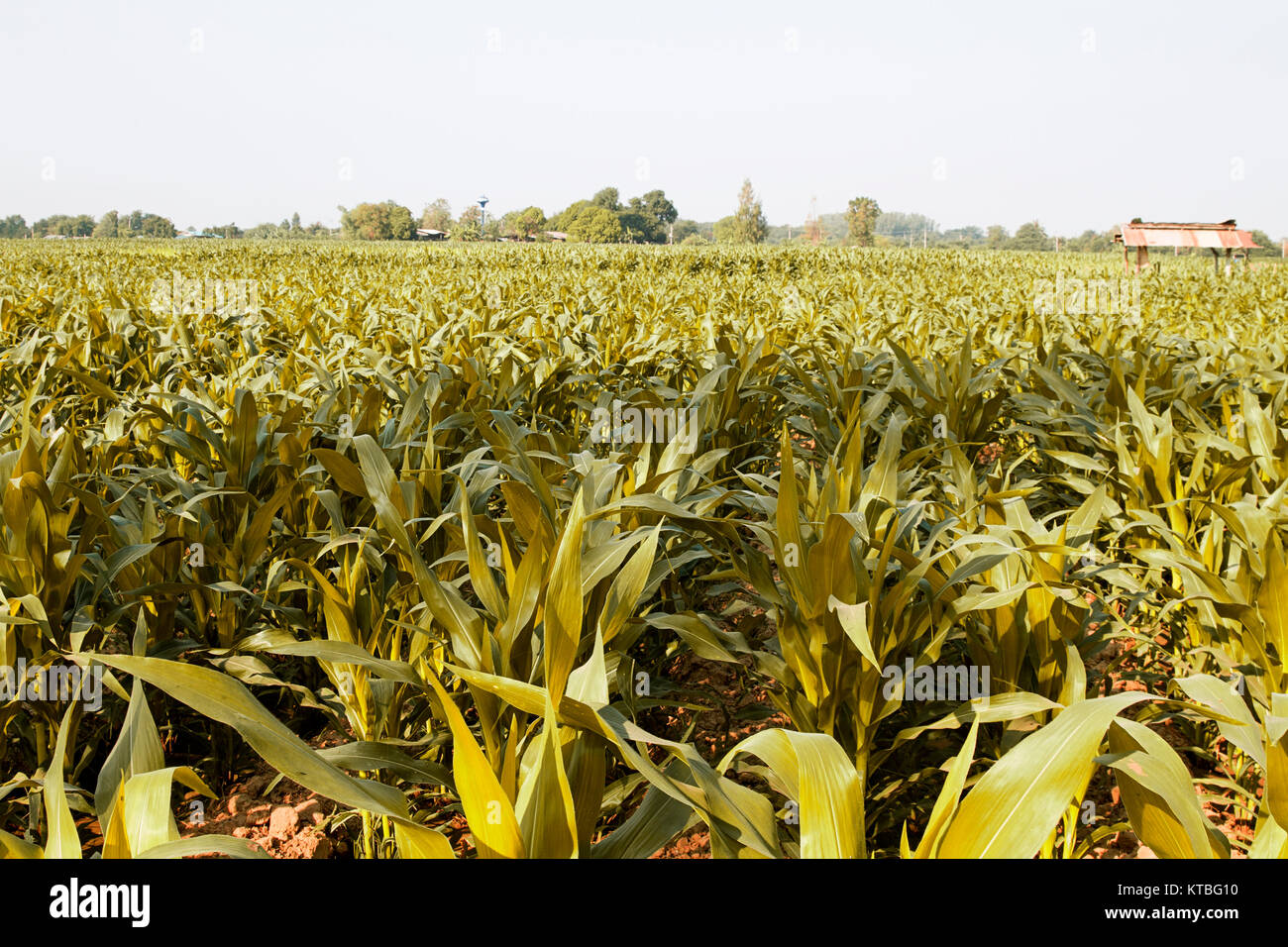 cornfield  farm agriculture yellow color Stock Photo
