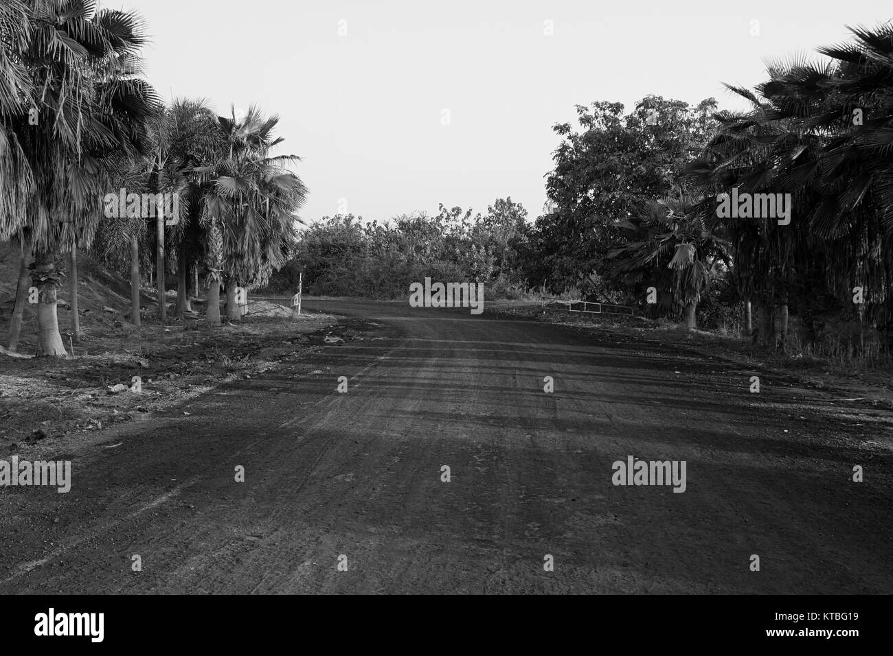 Road tree Black and White Stock Photos & Images - Alamy
