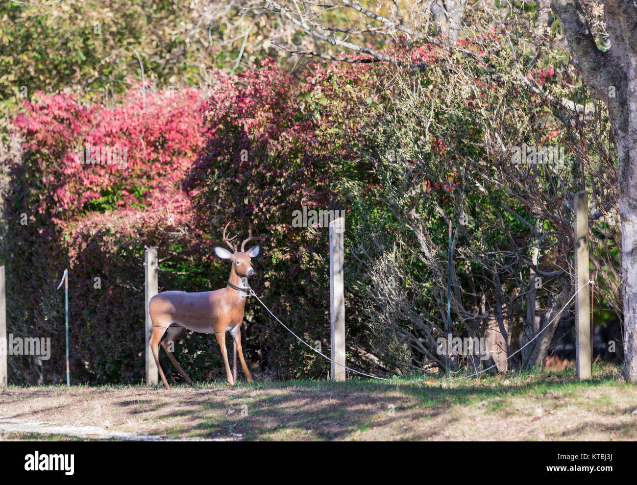 life size fake deer tied up in a yard in long island, ny Stock Photo