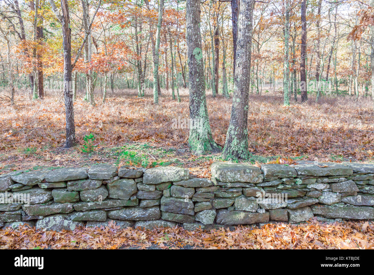 old rock wall in the woods in wainscott ny Stock Photo