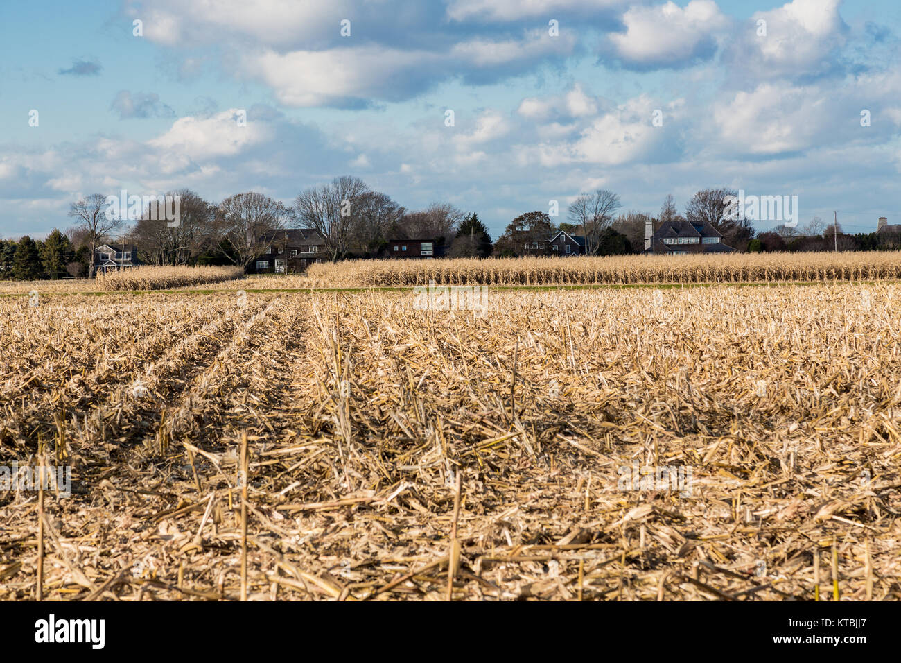 corn field in east hampton, ny Stock Photo