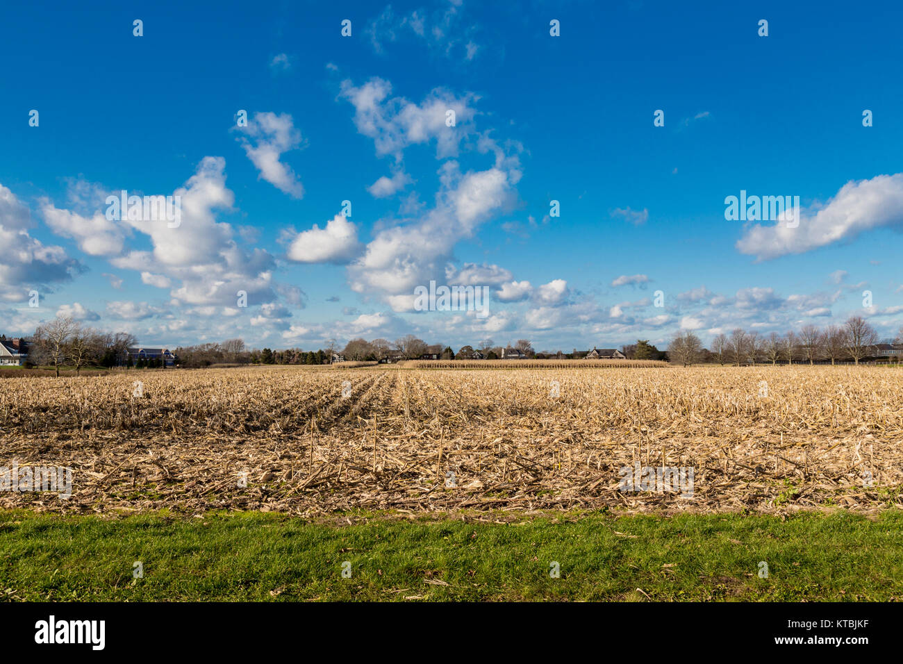 corn field in east hampton, ny Stock Photo