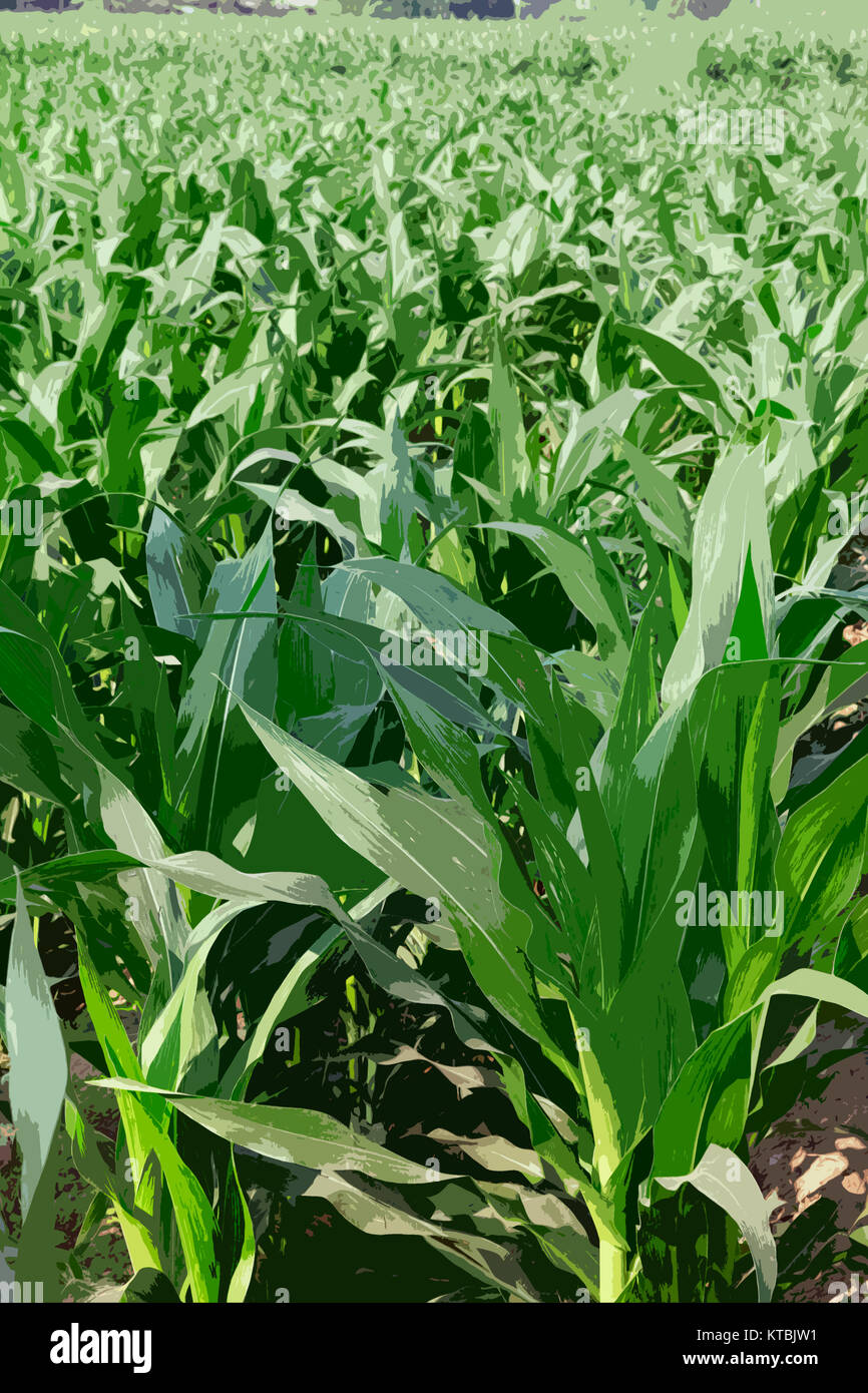 cornfield  farm agriculture corn  illustration Stock Photo