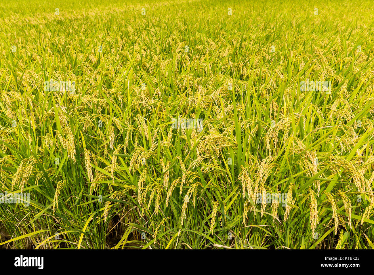 Nice color paddy field hi-res stock photography and images - Alamy