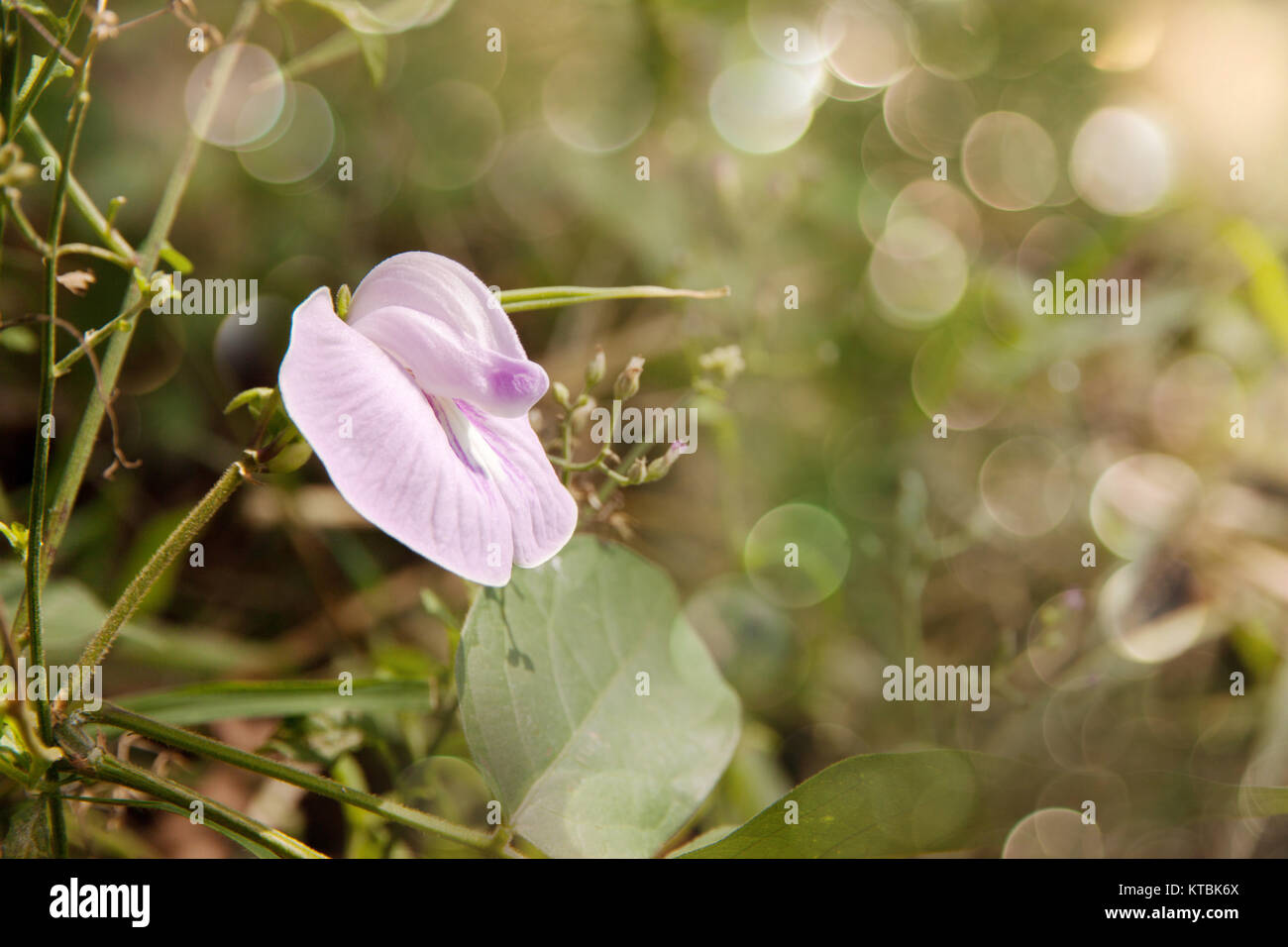 Purple flowers in nature Stock Photo - Alamy