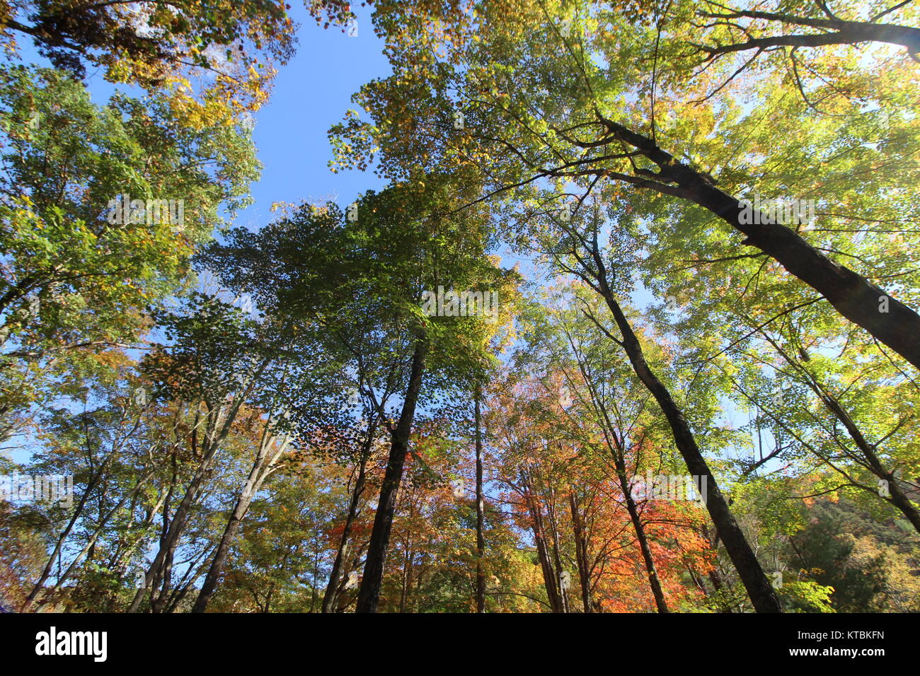 Fall trees in Virginia forest Stock Photo Alamy
