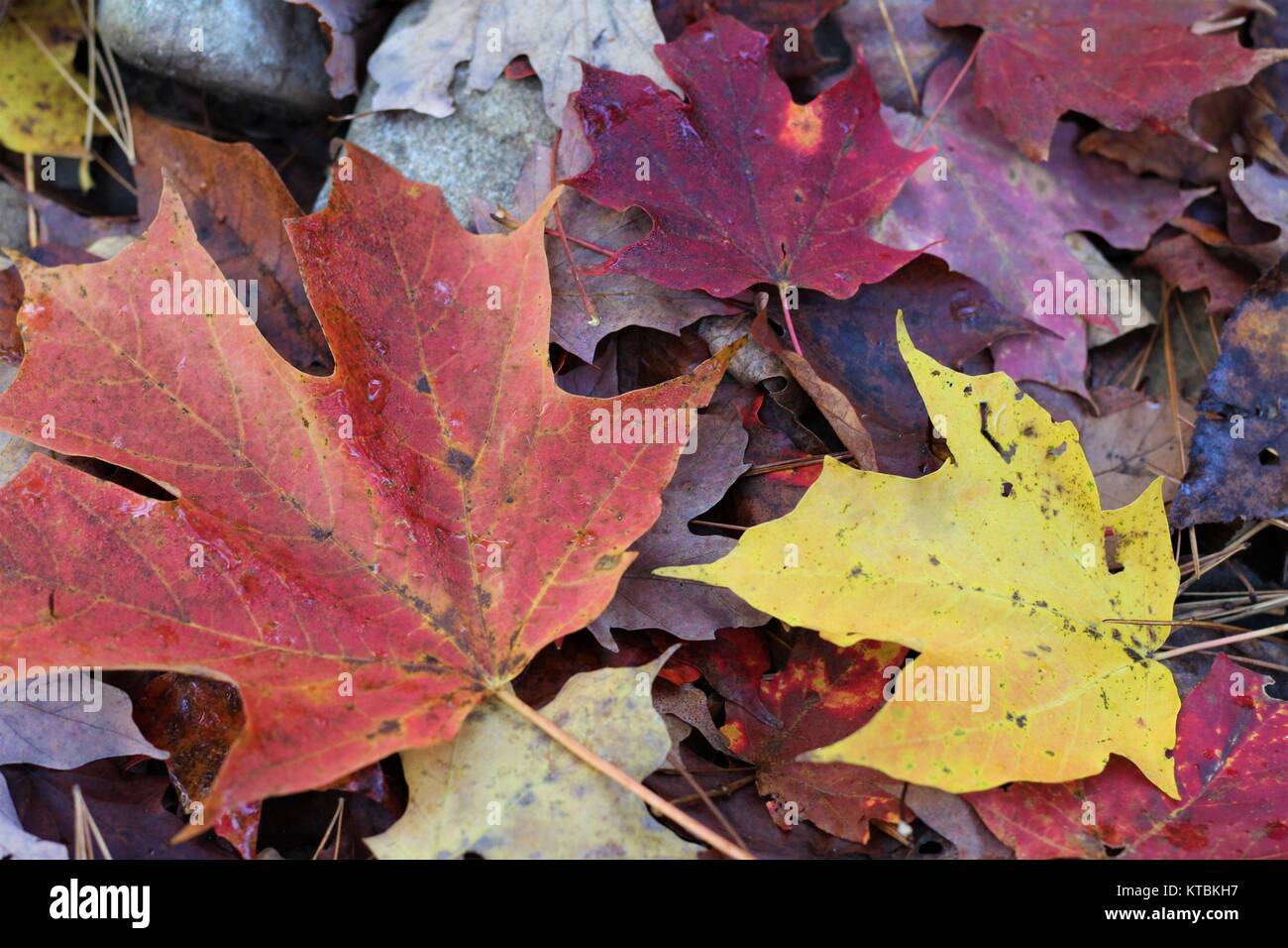 Fall leaves changing colors close up Stock Photo