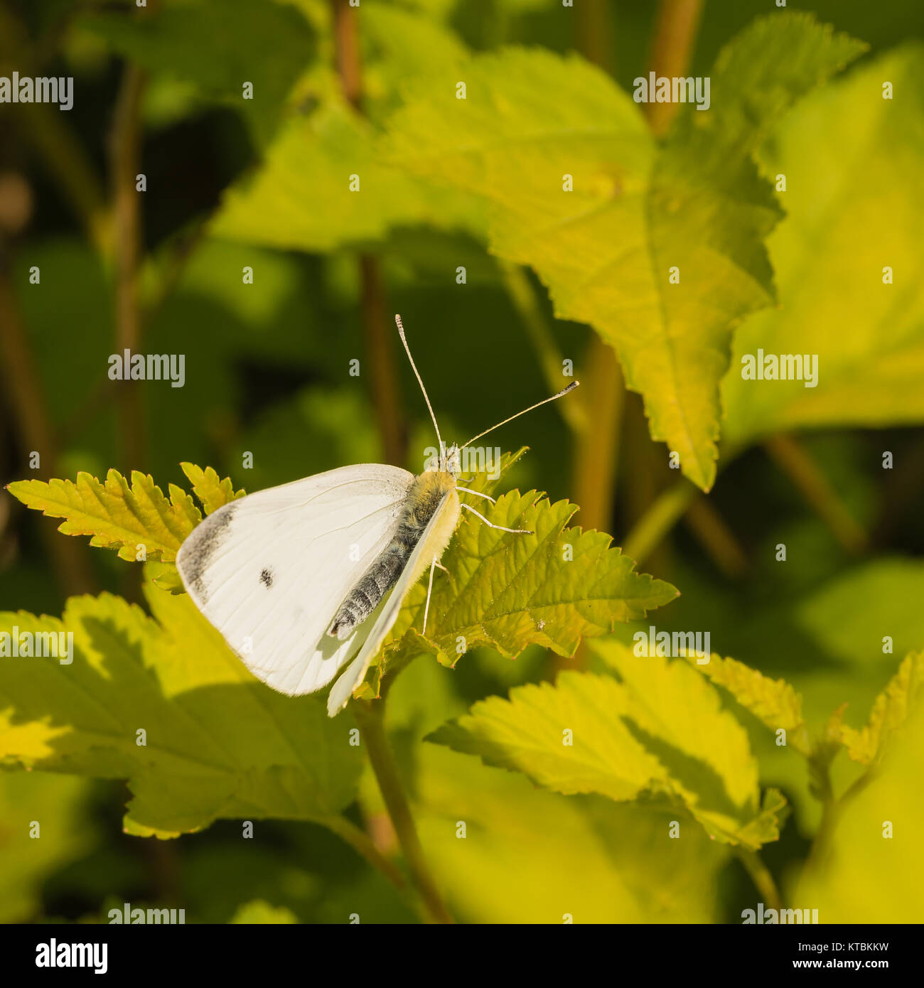 White Cabbage Butterfly on Leaf Stock Photo Alamy