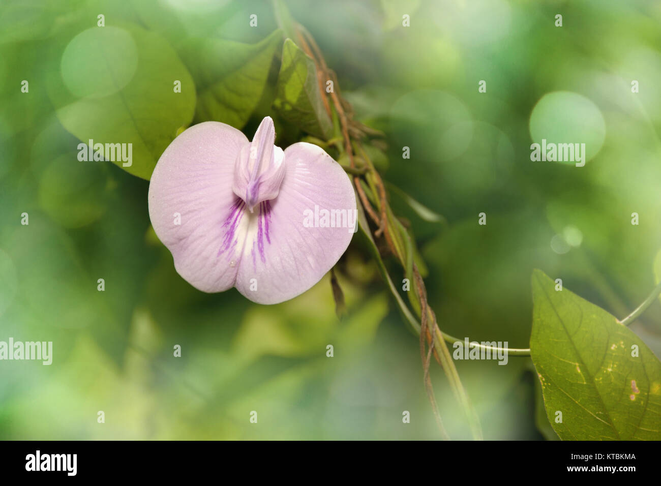 Purple flowers in nature Stock Photo - Alamy