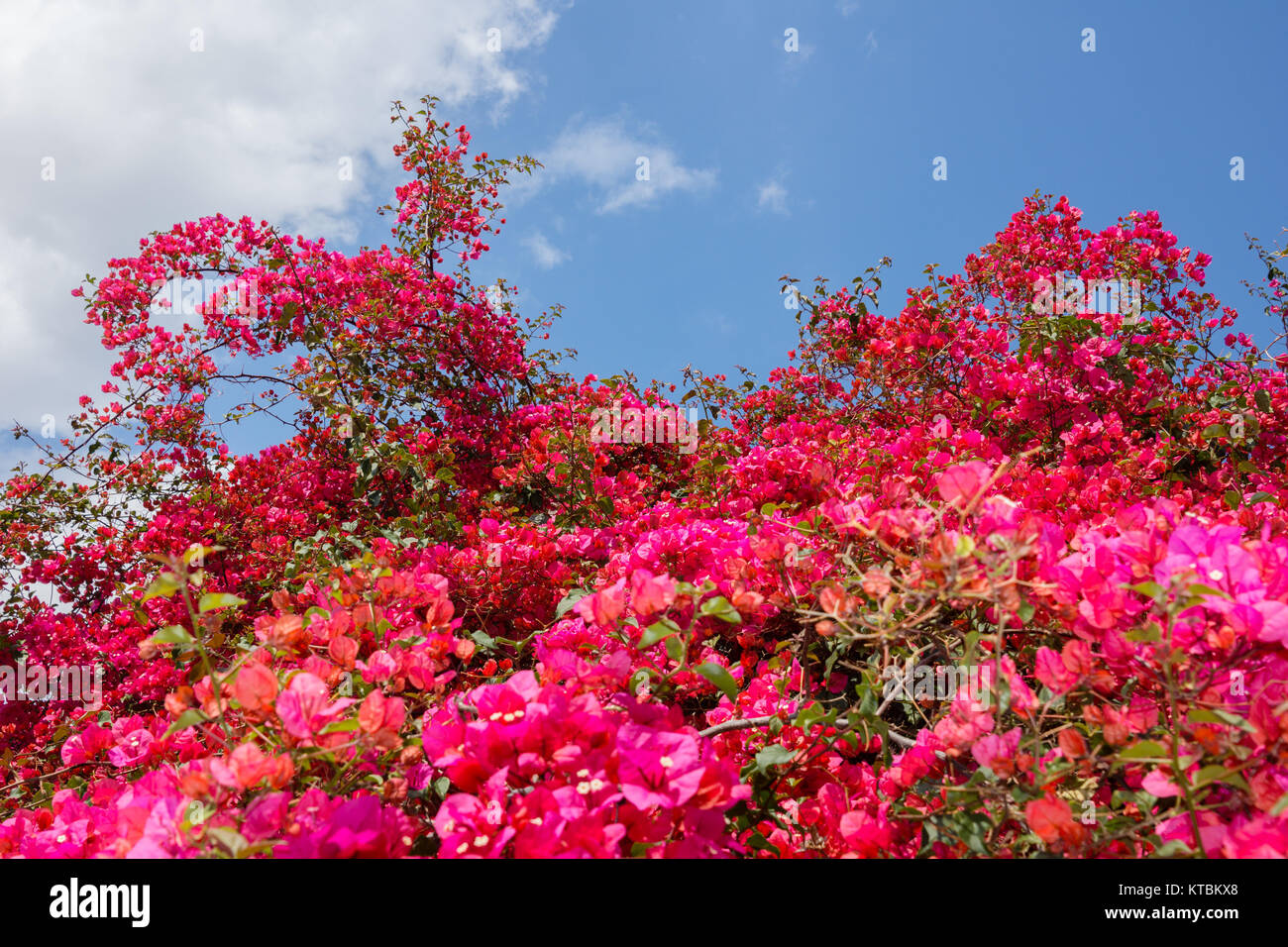 Pink blühende Bougainvillea Stock Photo Alamy