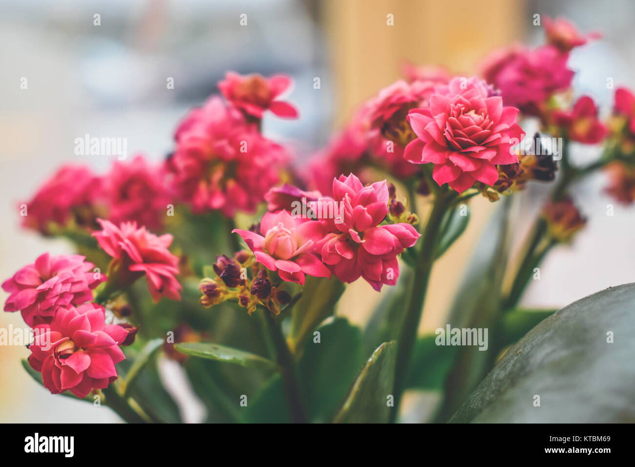 Potted flowers on a window sill Stock Photo - Alamy